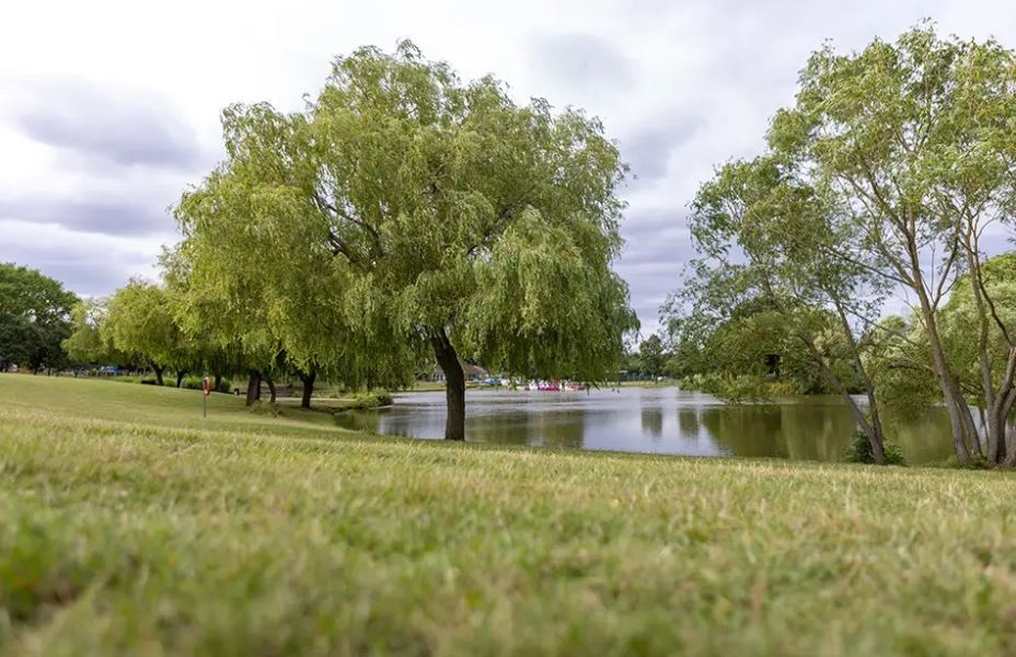trees around a lake at swanley park
